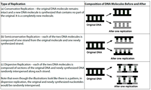 Comparison of DNA replication models