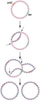Circular DNA replication and termination
