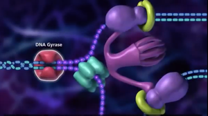 DNA gyrase relieves supercoiling