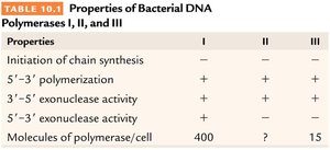 Properties of bacterial DNA polymerases