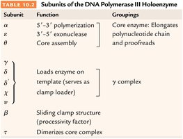 Subunits of DNA Polymerase III holoenzyme