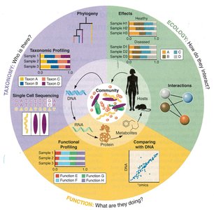 Metagenomics workflow and applications