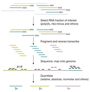 RNA-seq workflow for transcriptome analysis