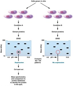 Proteomics: protein expression analysis using 2D gel electrophoresis