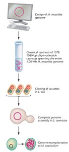 Workflow for synthetic genome construction and transplantation