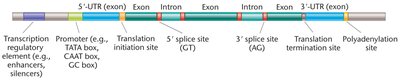 Diagram of gene structure with exons, introns, and regulatory elements