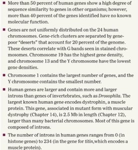 Additional summary of human genome features