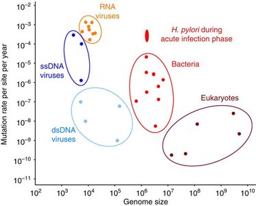 Mutation rates and genome size across organisms
