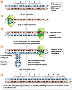 DNA repeat mutation via strand slippage