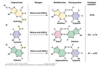 Deaminating agents and their effects on DNA bases