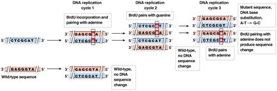 Nucleotide base analogs: BrdU incorporation