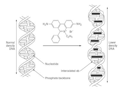 DNA intercalating agent distorting DNA structure