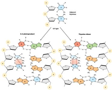 UV-induced photoproducts and pyrimidine dimers