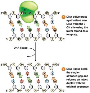 Base excision repair: gap filling and ligation