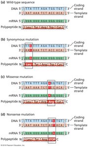 Types of point mutations in coding regions