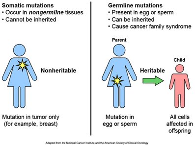 Somatic vs. germline mutations