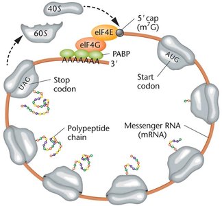 Diagram of eukaryotic translation initiation showing ribosome assembly and mRNA looping