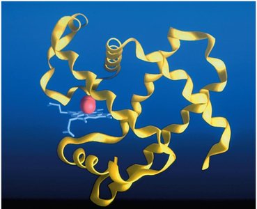 Tertiary structure of myoglobin protein