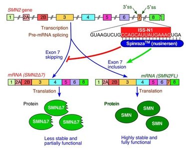 Spinraza mechanism of action on SMN2 splicing