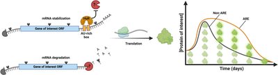 mRNA stability and ARE-mediated regulation