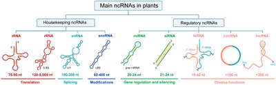 Types of noncoding RNAs