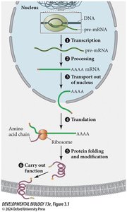 Overview of gene expression from DNA to protein, highlighting posttranscriptional steps