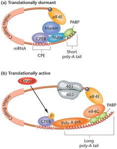 Cytoplasmic polyadenylation and translational activation
