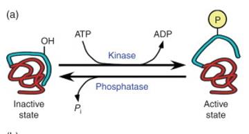 Protein phosphorylation and activation