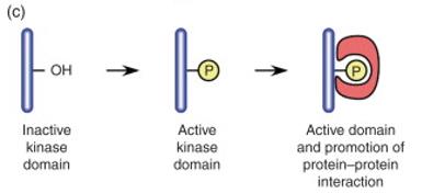 Phosphorylation-induced conformational change