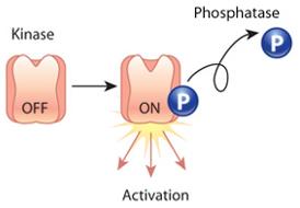 Kinase activation by phosphorylation