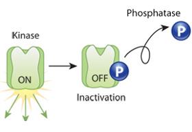 Kinase inactivation by dephosphorylation