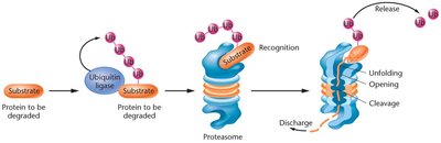 Ubiquitin-mediated protein degradation pathway