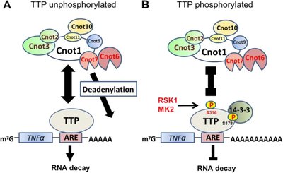 Regulation of TNFα mRNA stability by TTP phosphorylation