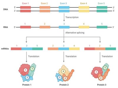 Diagram showing how alternative splicing generates different mRNAs and proteins from the same gene
