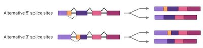Alternative 5' and 3' splice site selection