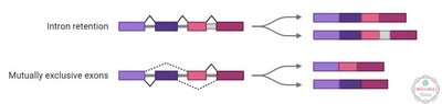 Intron retention and mutually exclusive exons