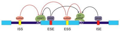 Diagram of splicing enhancers, silencers, and associated proteins