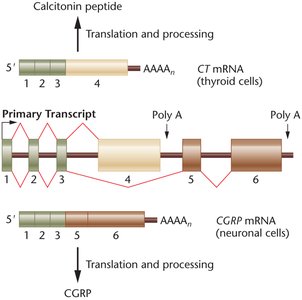 Calcitonin gene alternative splicing in different tissues
