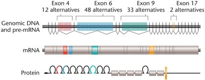 Dscam gene alternative splicing diversity