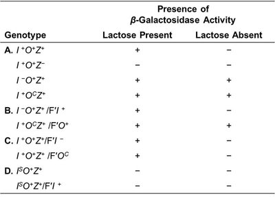 Table comparing β-galactosidase activity in various E. coli genotypes