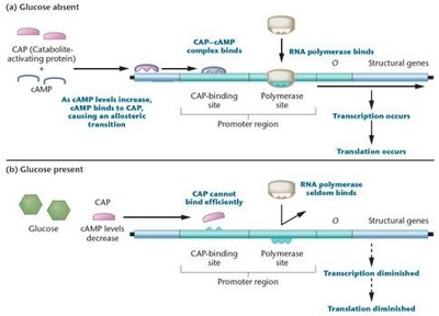 CAP-cAMP complex regulation of the lac operon in the presence and absence of glucose