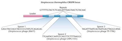 CRISPR locus from Streptococcus thermophilus showing repeats and spacers