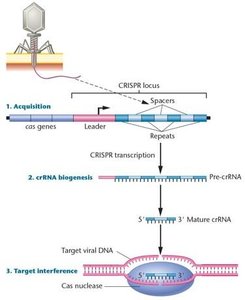 Mechanism of CRISPR-Cas adaptive immunity in bacteria
