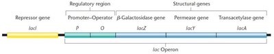 Diagram of the lac operon showing the repressor gene, regulatory region, and structural genes
