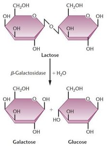 Conversion of lactose to glucose and galactose by β-galactosidase