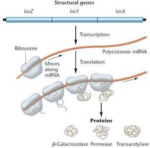 Transcription and translation of the lac operon into three proteins