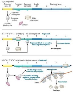 Wild-type lac operon response in the absence and presence of lactose