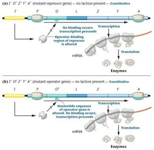 Constitutive expression due to operator or repressor mutations