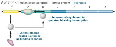 Repressed state due to mutant repressor unable to bind lactose