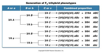 Forked-line diagram for trihybrid cross